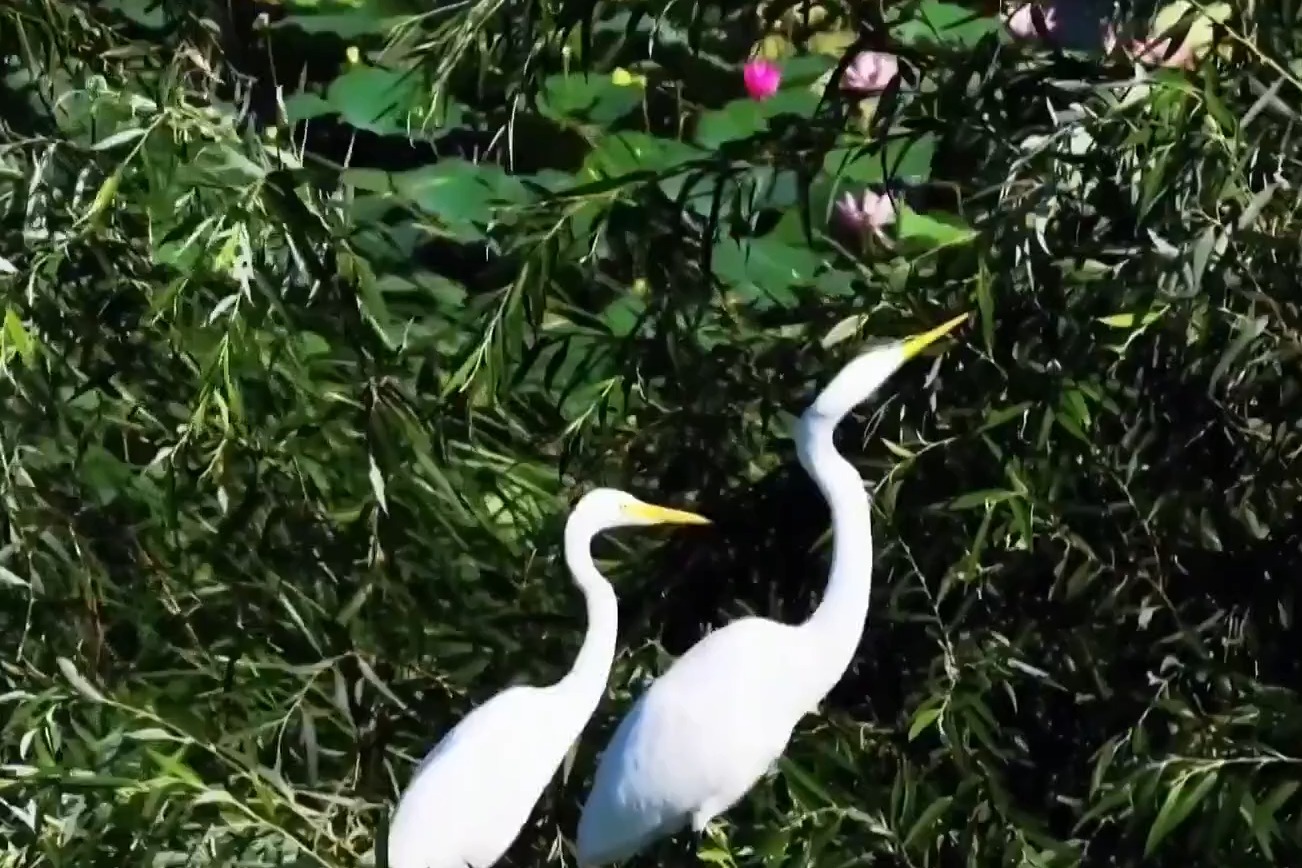 绿岸繁荫栖灵鸟 烟波十里衡水湖