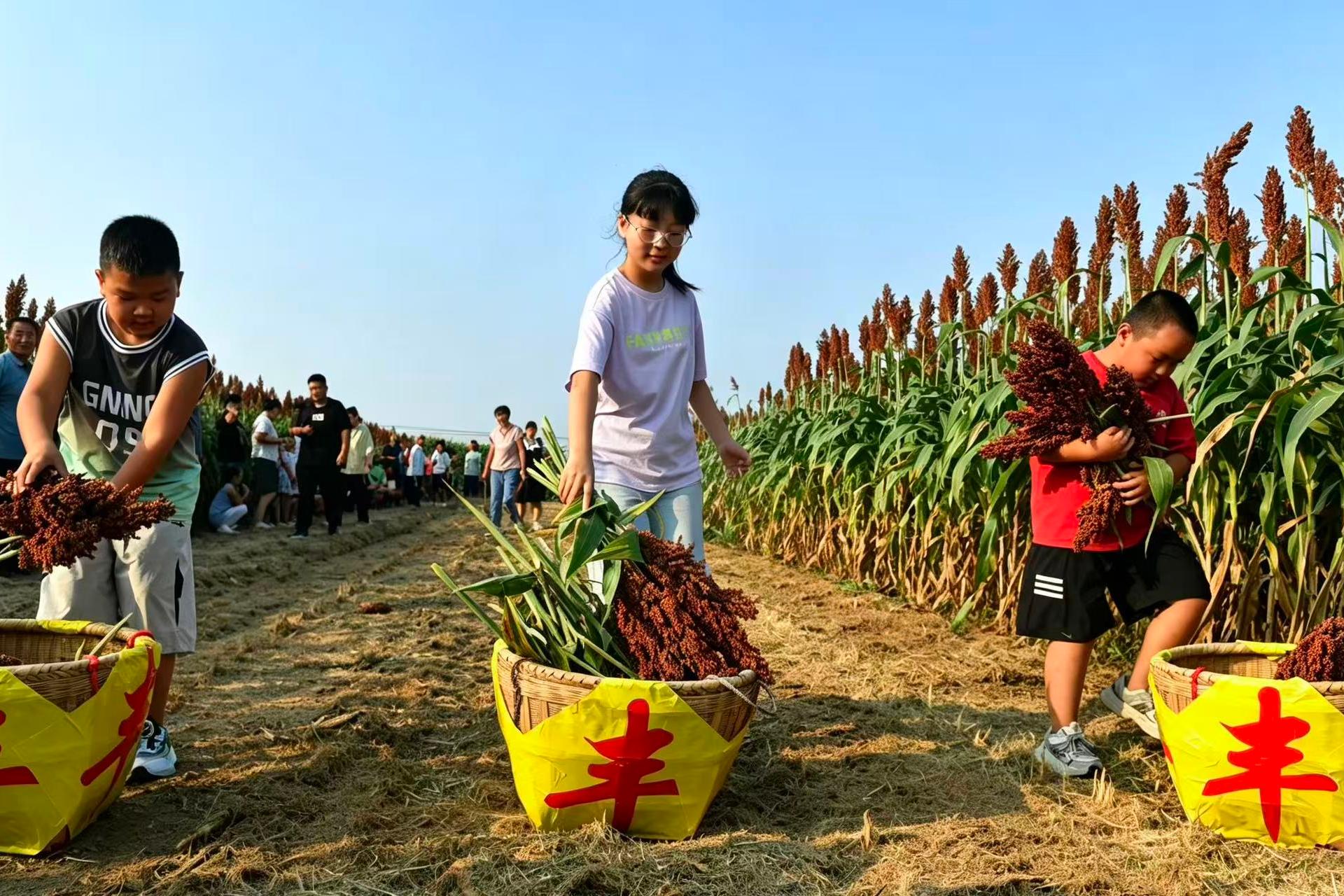 阜城县：高粱红透丰收季 亲子同乐享秋收