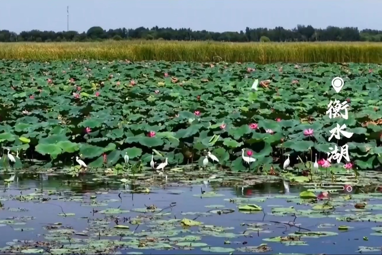 衡水湖之秋，荷存余韵鸟恋湖光