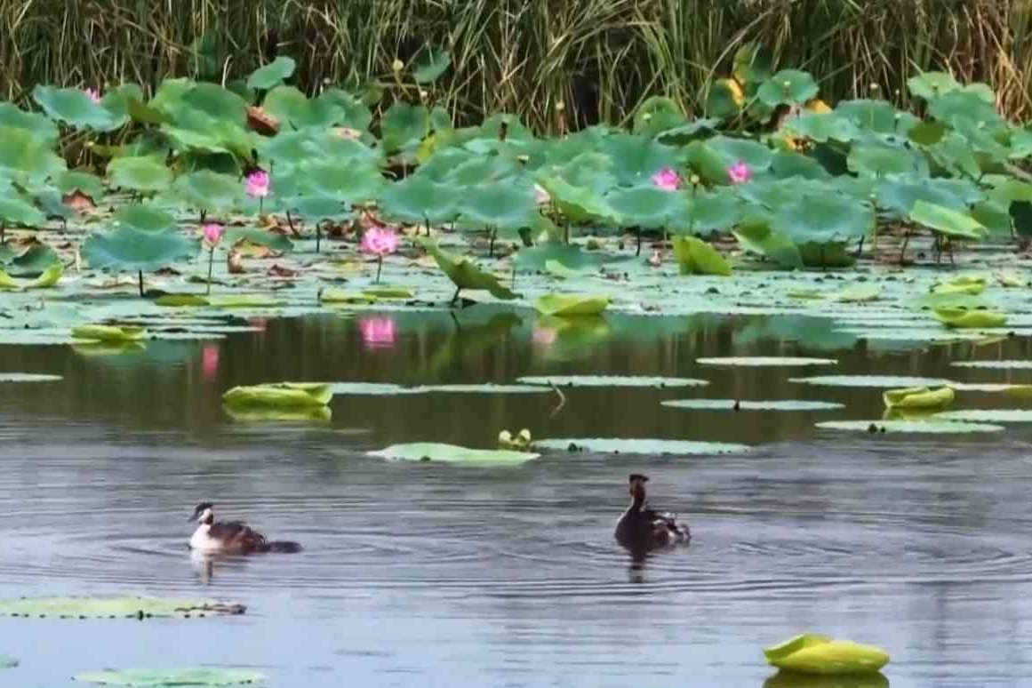清晨的衡水湖，飞鸟戏水，氛围感治愈满分