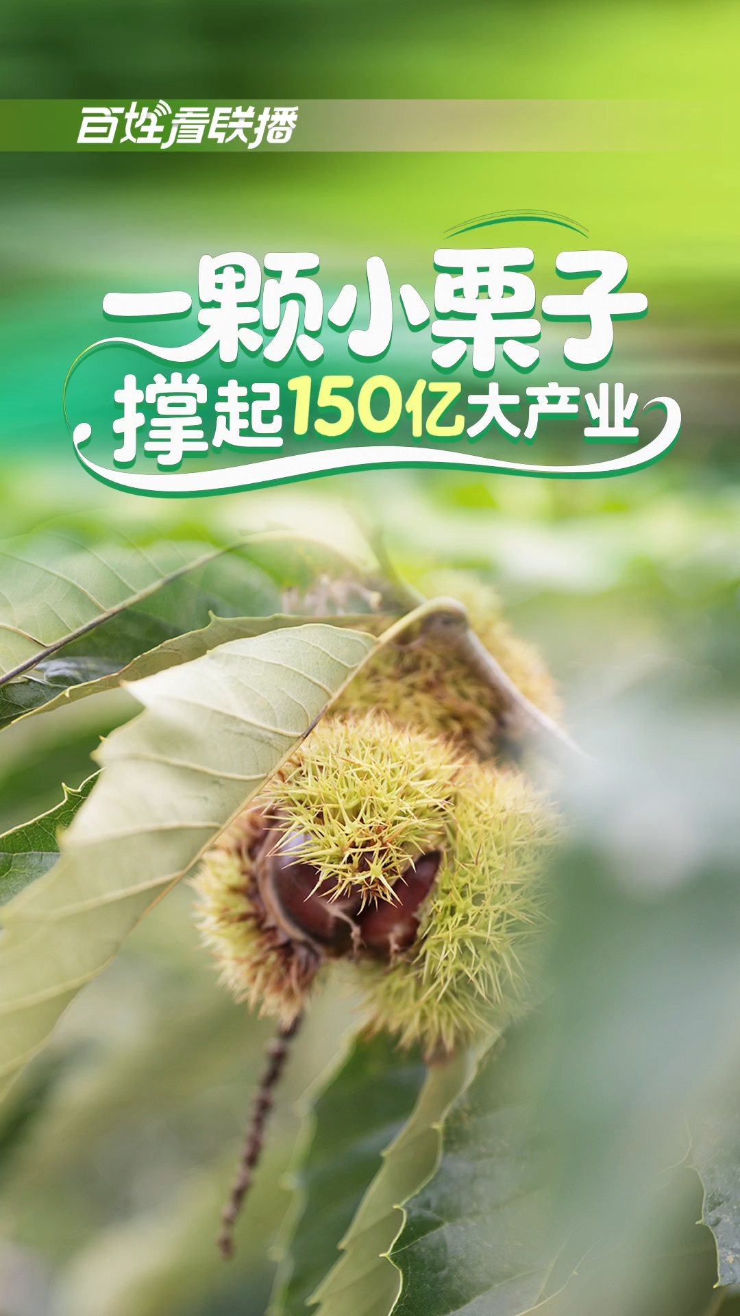 百姓看联播丨一颗小栗子 撑起150亿大产业