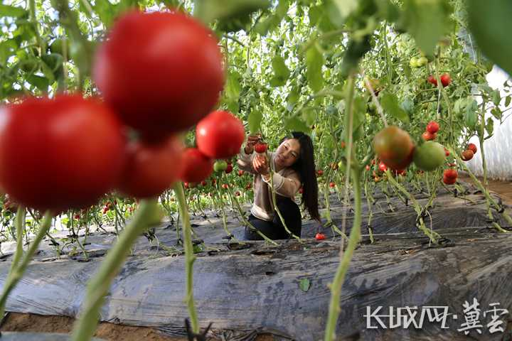 唐山迁安：直播助农 全链发力