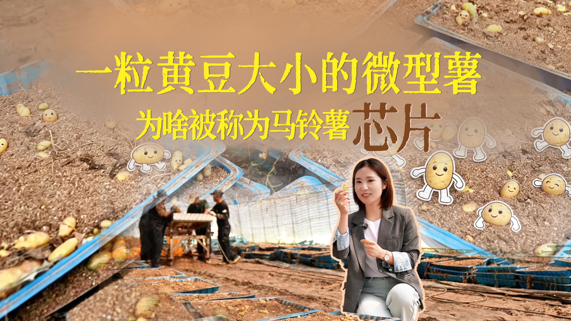 一粒黄豆大小的微型薯，为啥被称为马铃薯的“芯片”