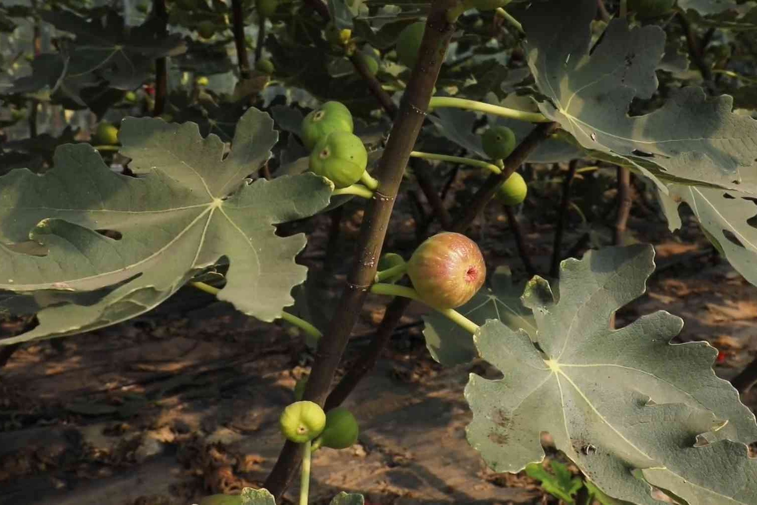 枣强唐林镇：无花果大棚迎来首茬丰收
