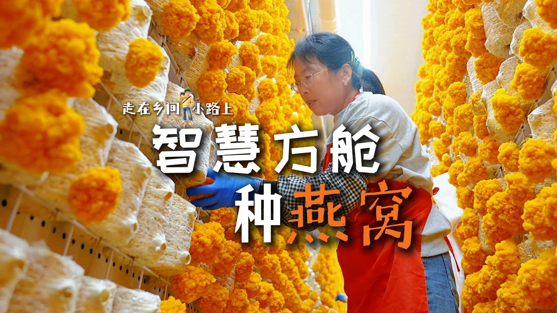 走在乡间小路上丨智慧方舱种“燕窝”